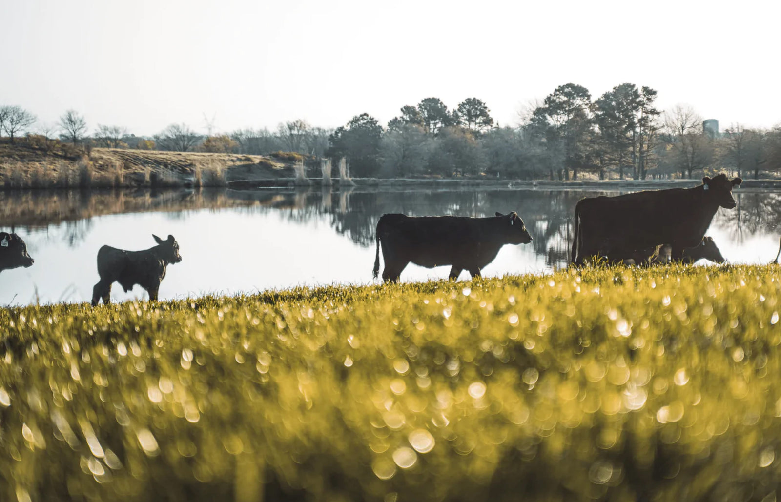 What Does Grass-Fed and Grass-Finished Beef Mean?