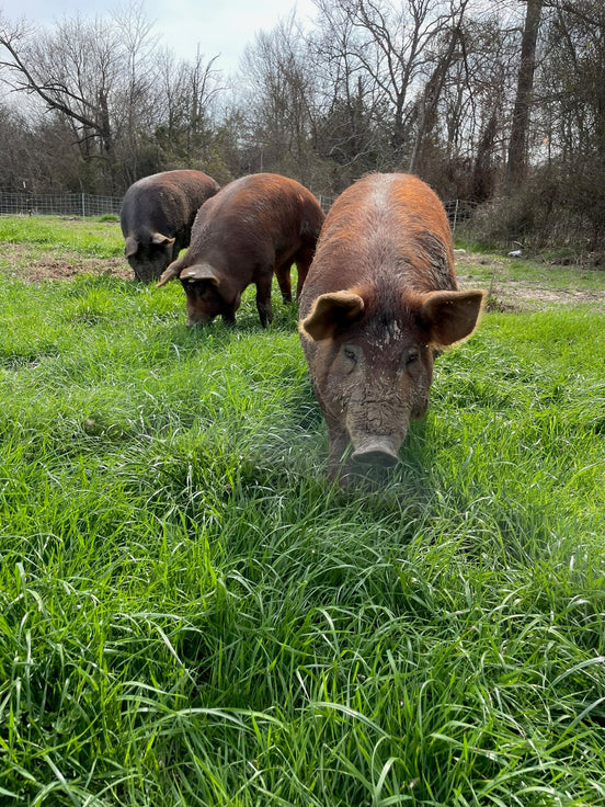 Food, Influence & Why Ingredients Matter (Especially Nitrites)